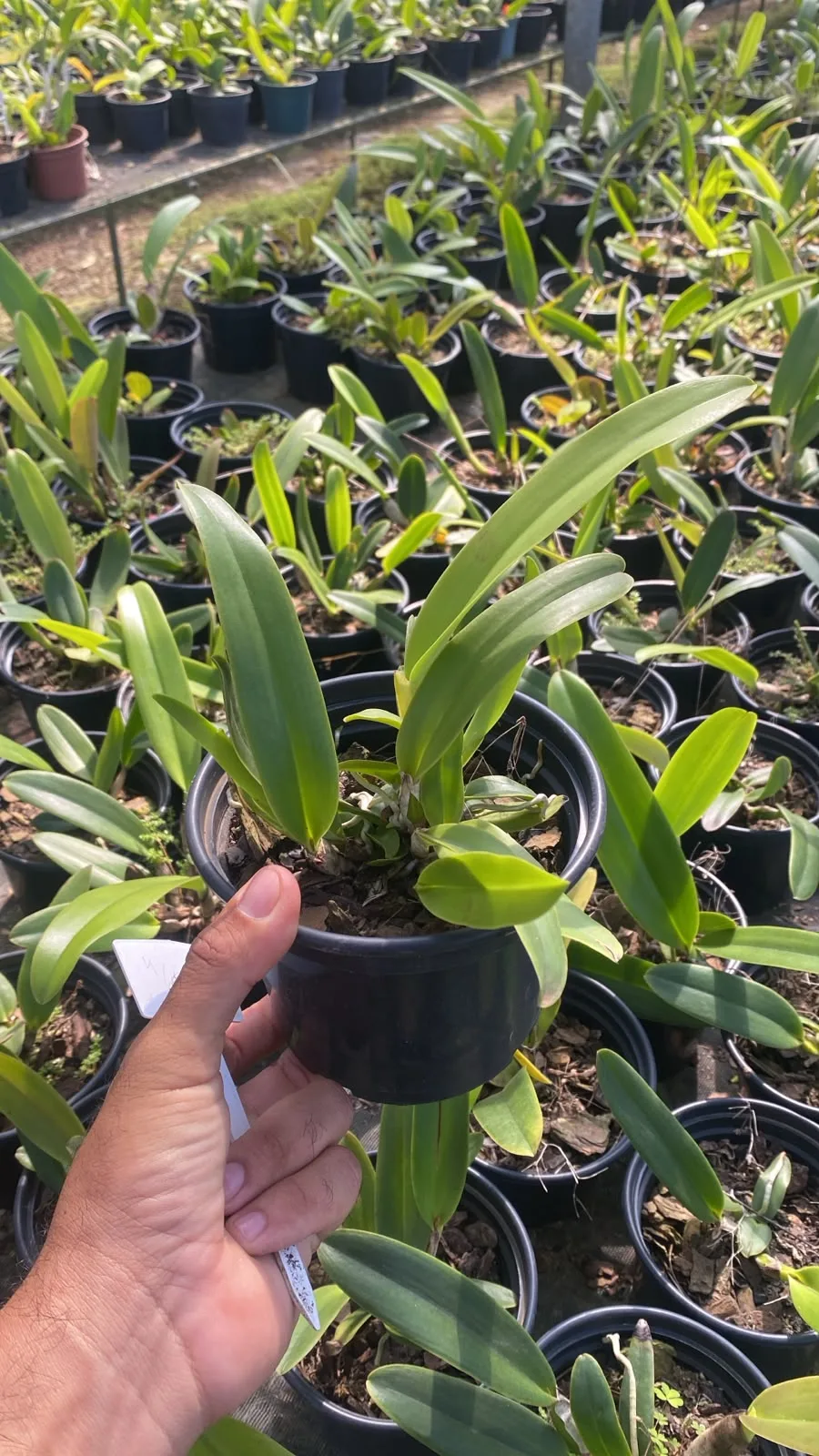 Cattleya Quadricolor Tipo x Cattleya Quadricolor Semi Alba
