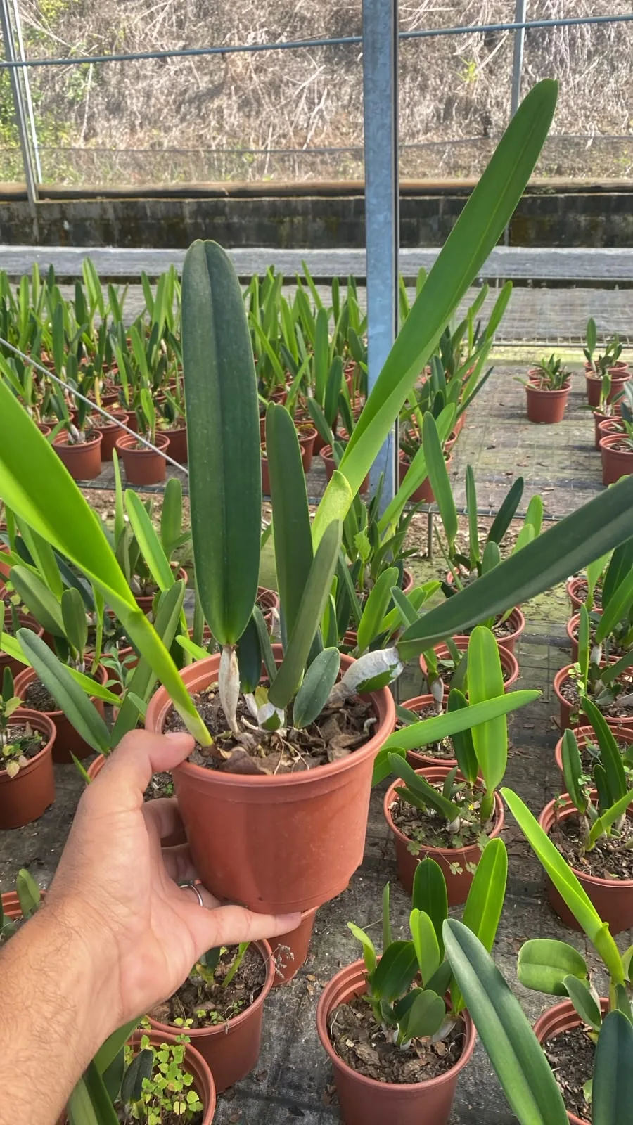 Cattleya Purpurata Sanguinea (pote 15 cx com 6)