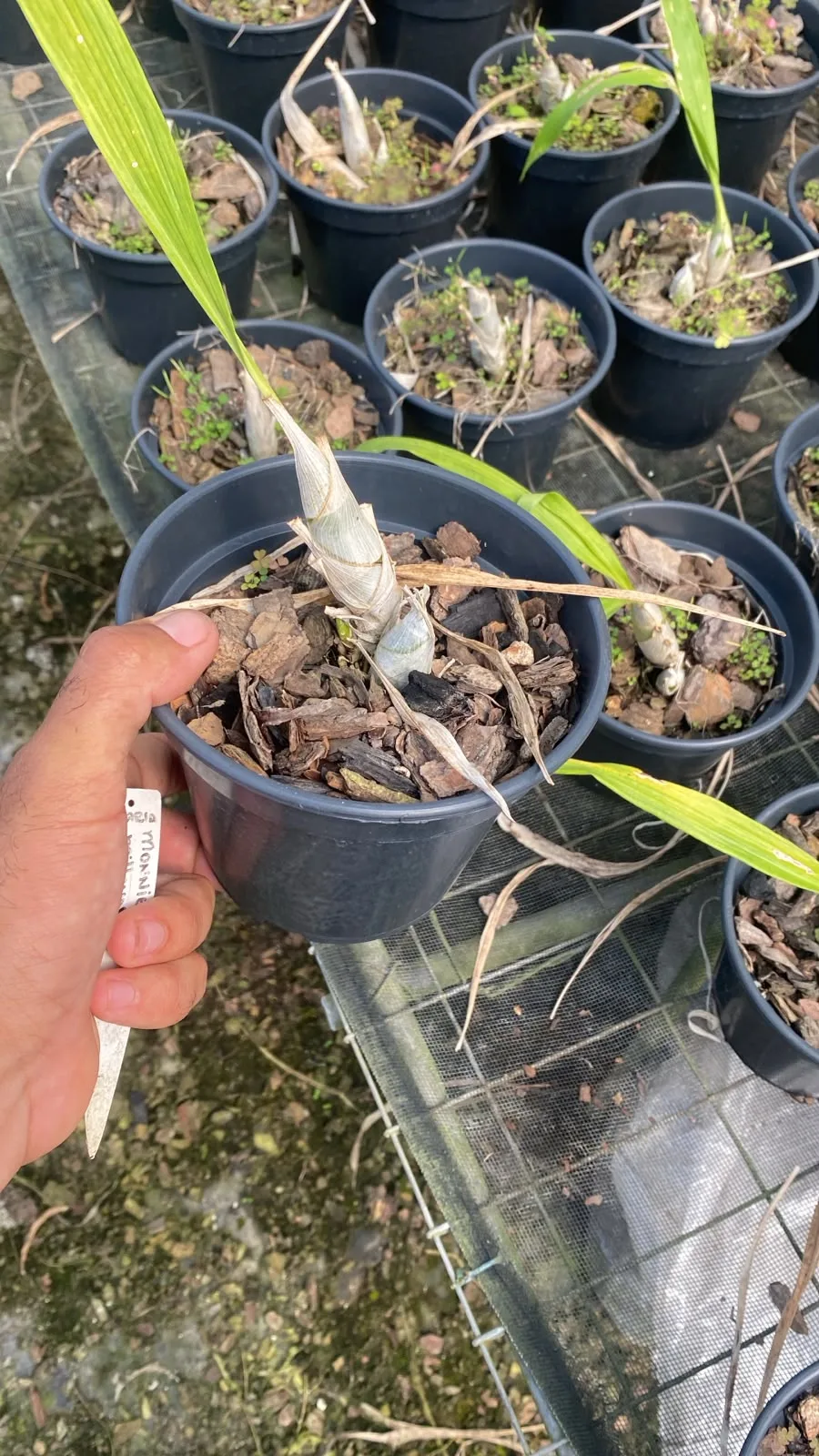 Catasetum Monnierara Millennium Magic Witchcraft (pote 15 cx com 6)