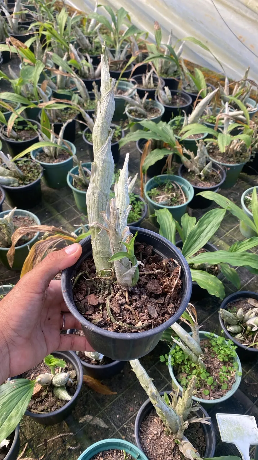 Catasetum Joao Stivali X Catassetum Sanguineum