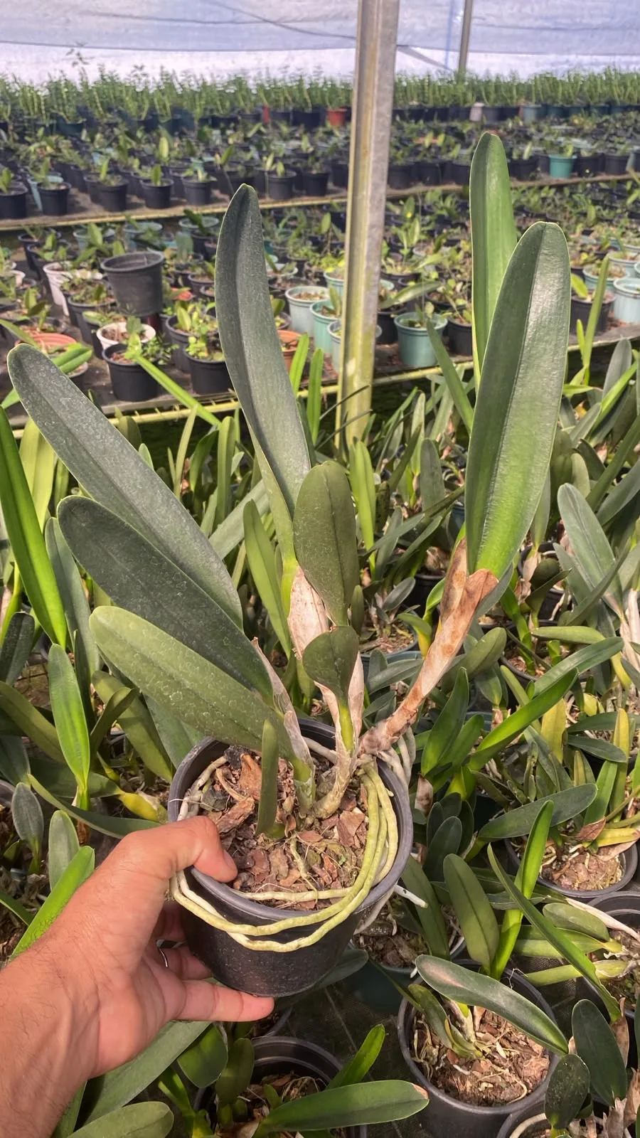 Cattleya Purpurata Misto (pote 15 cx com 6)