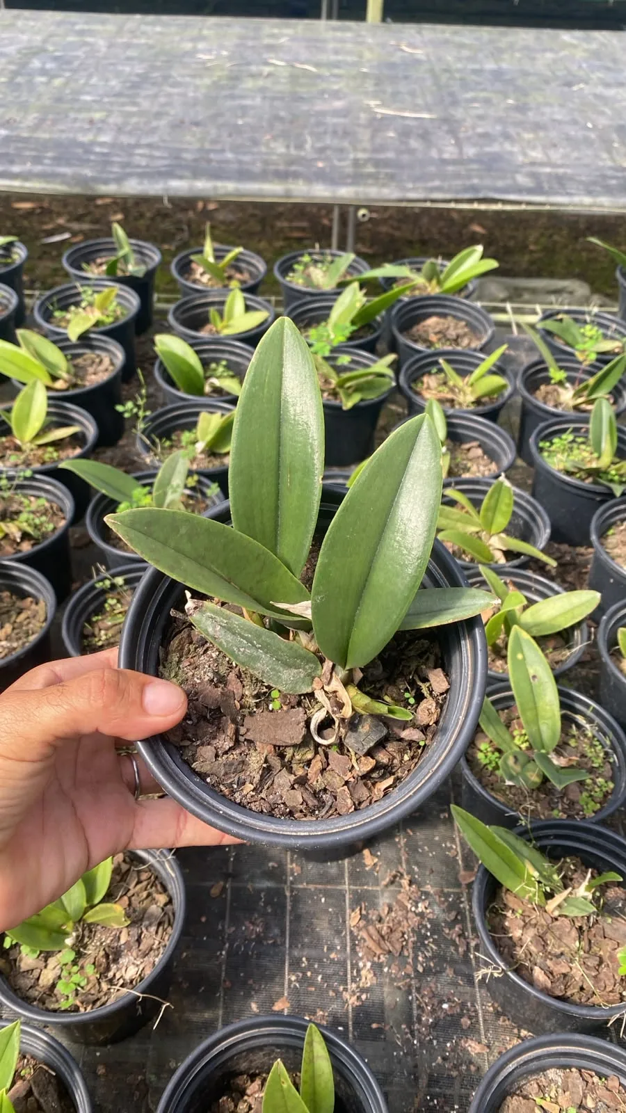 Psychopsis Mendenhall (pote 15 cx com 6)