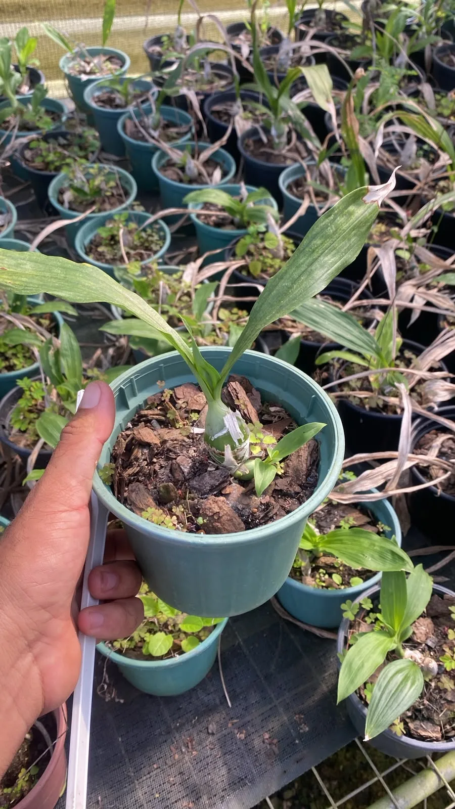 Catasetum Atratum X Catasetum Tabulare