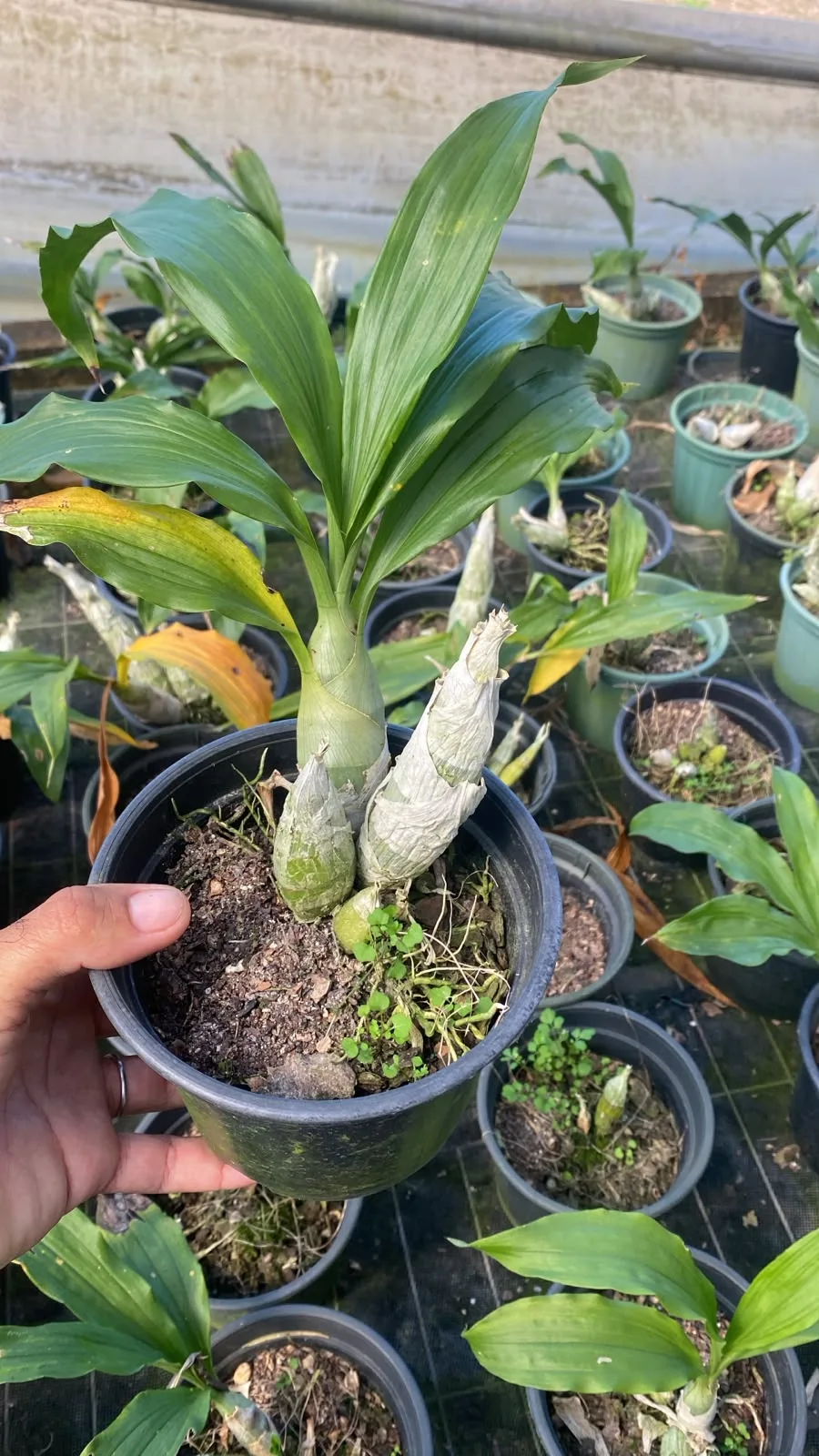 Catassetum Cernuum X Imperialis (pote 15 cx com 6)