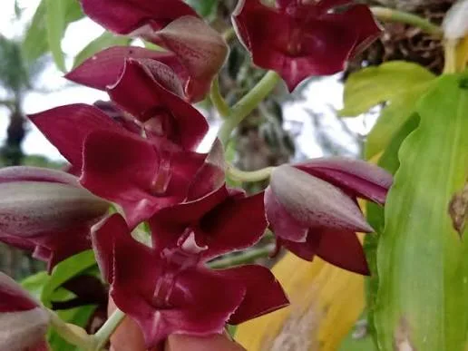 Catassetum Cernuum X Imperialis (pote 15 cx com 6)