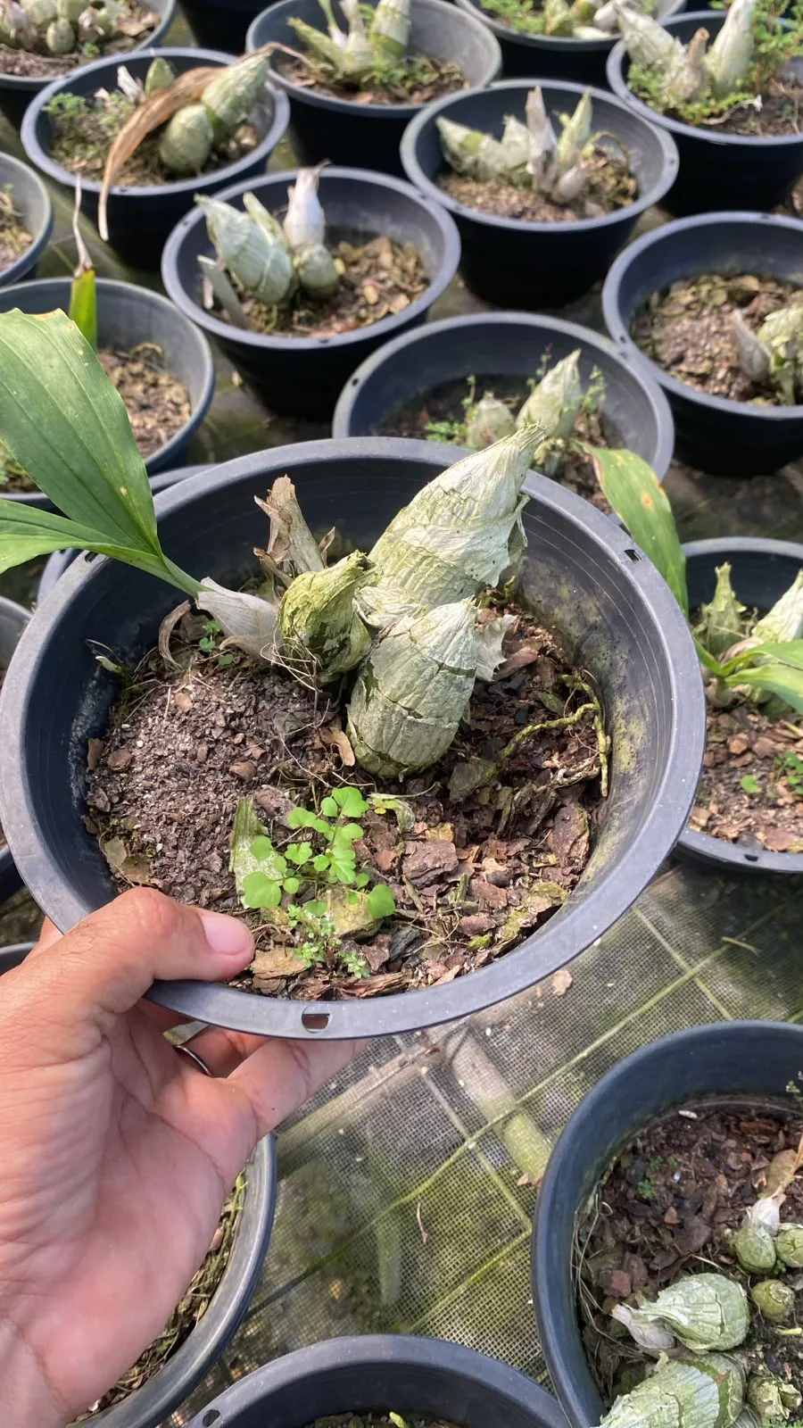 Catasetum Fimbriatum Vermelho (cuia 21 cx com 6)