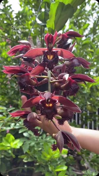 Catasetum Fimbriatum Vermelho (cuia 21 cx com 6)
