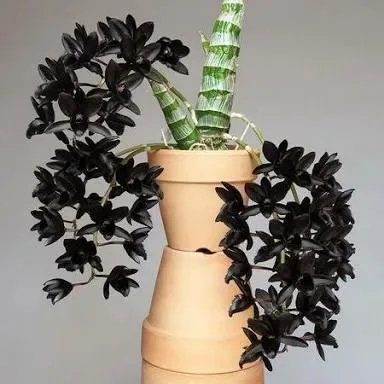 Catasetum Fredclarkeara After Dark (unitário)