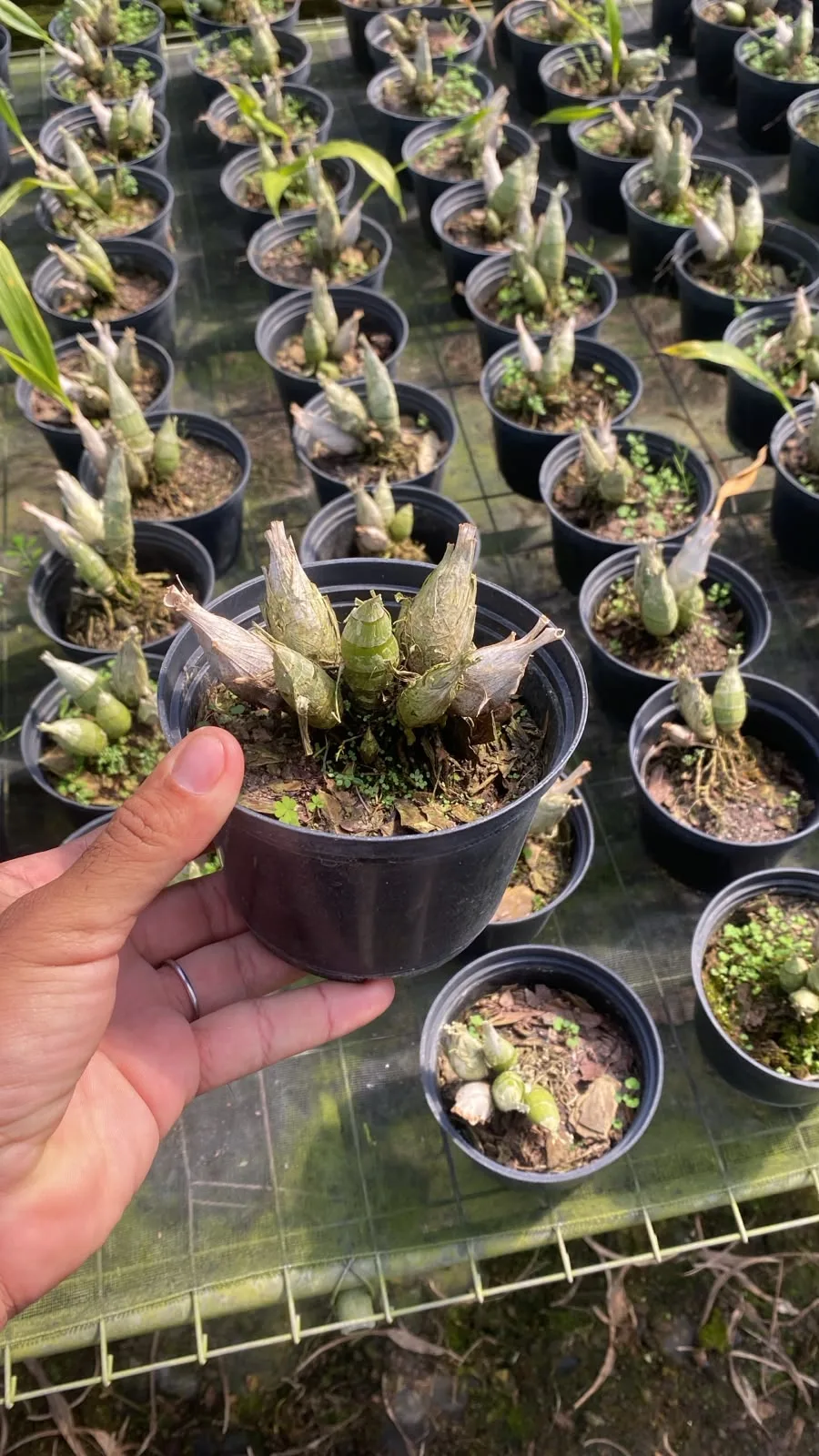 Catasetum Fredclarkeara After Dark (unitário)