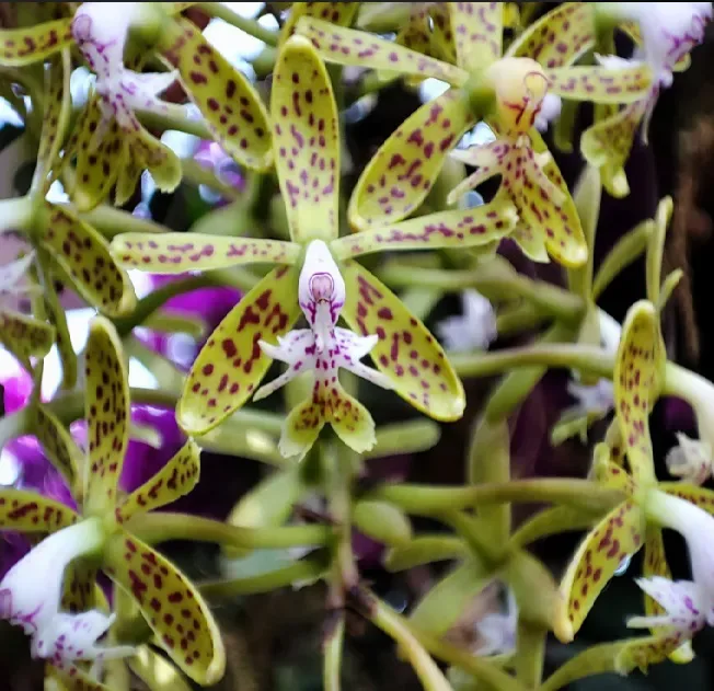 Epidendrum Cristatum (pote 15 cx com 6)