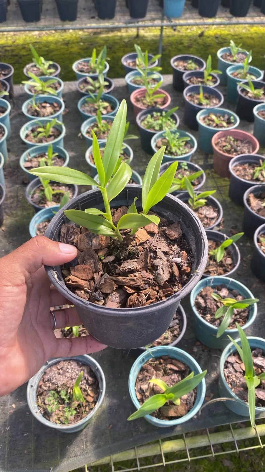 Epidendrum Cristatum (pote 15 cx com 6)