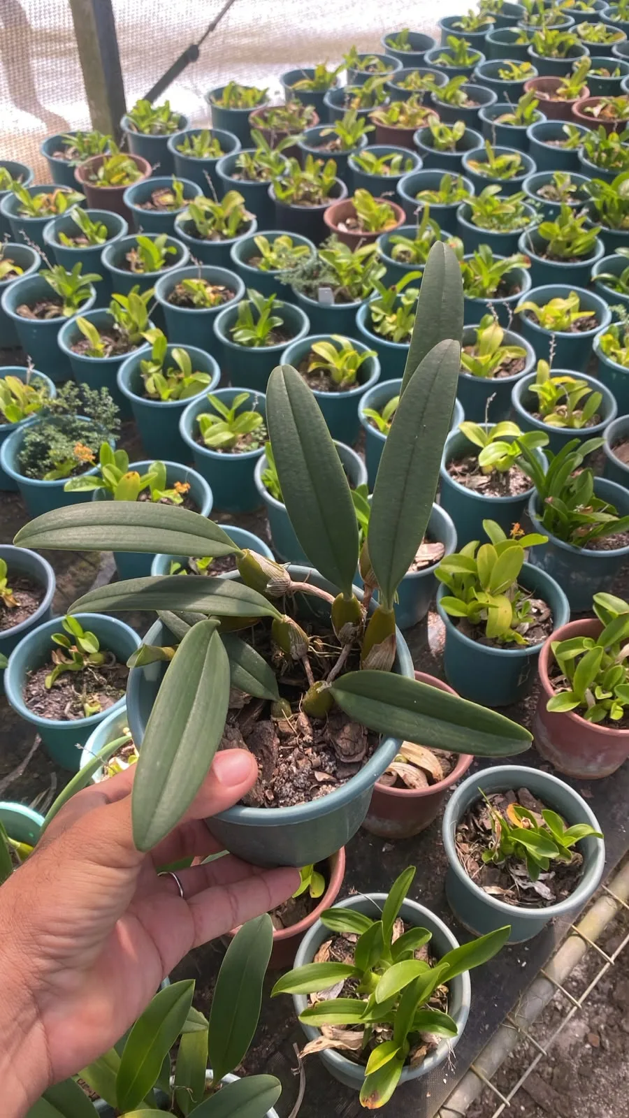Bulbophyllum Frostii X Bulbophyllum Bicolor (pote 12 cx com 6)