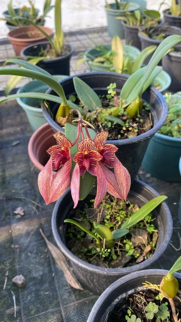 Bulbophyllum Frostii X Bulbophyllum Bicolor (pote 12 cx com 6)