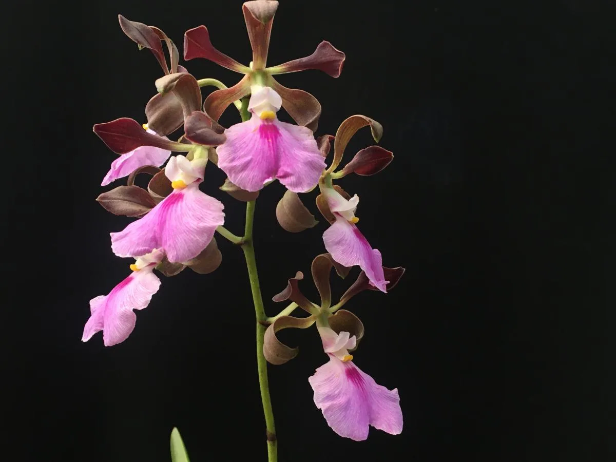 Encyclia Cordigera (pote 12 cx com 6)