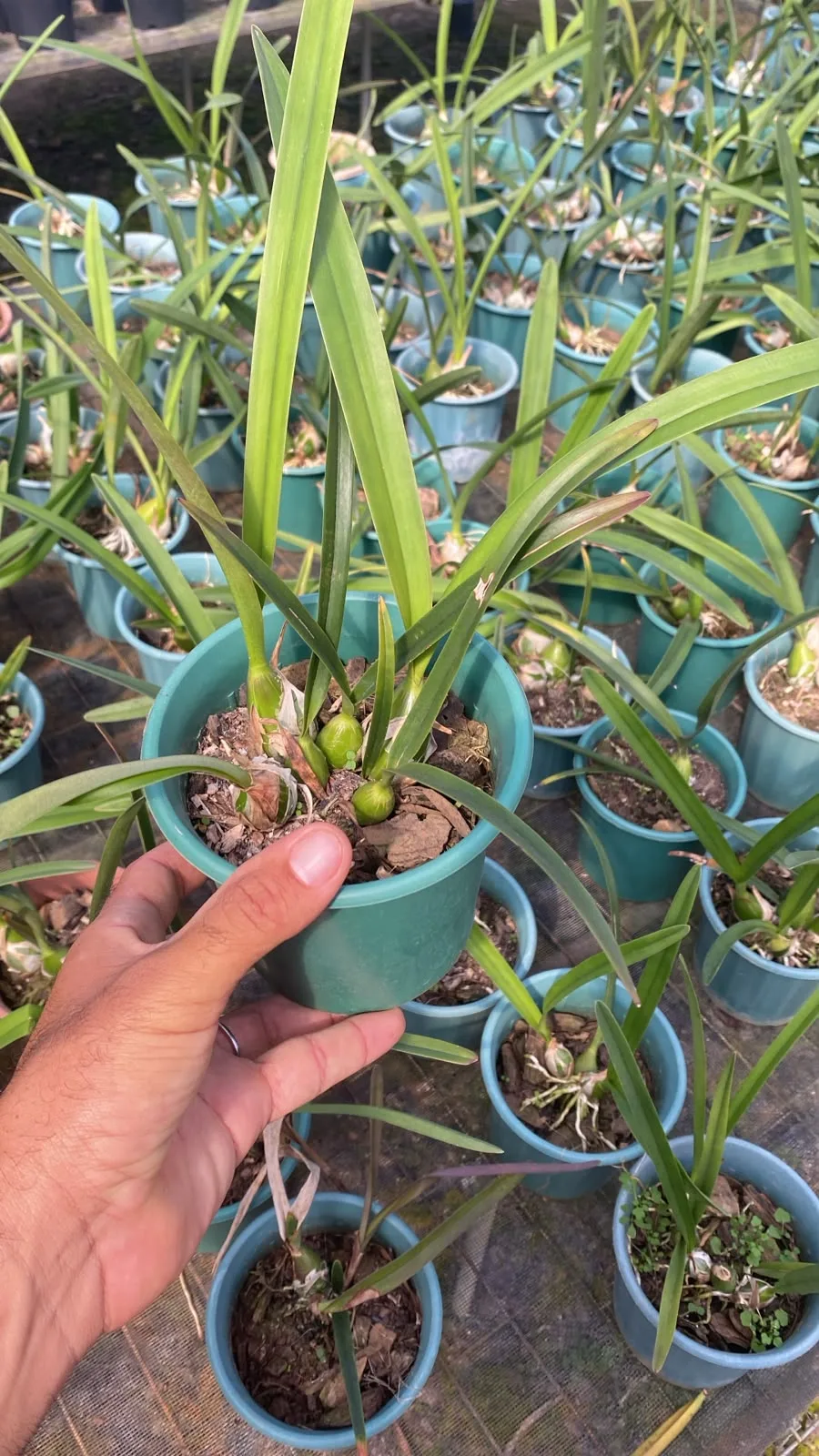 Encyclia Cordigera (pote 12 cx com 6)