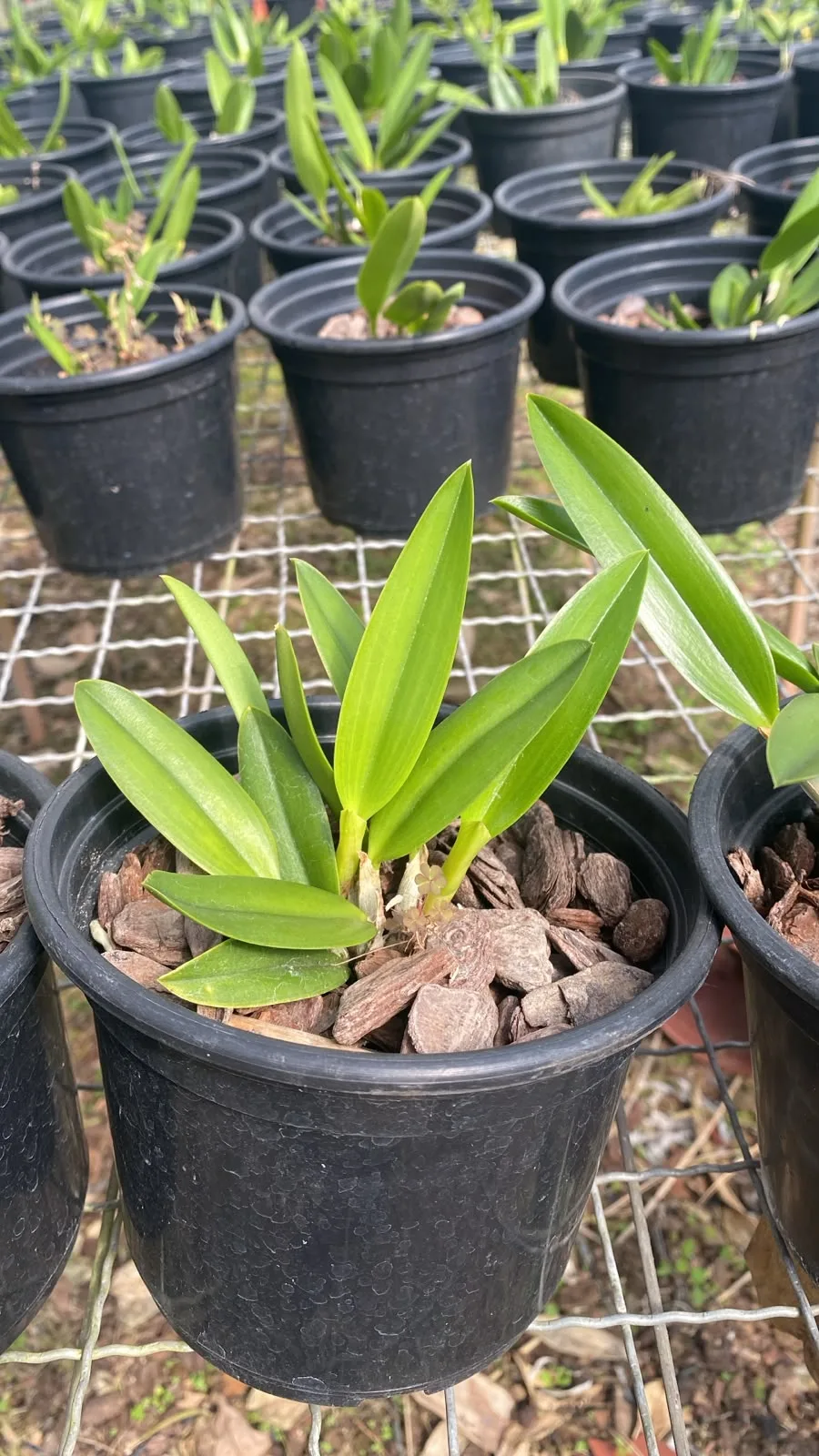 Laelia Praestans Rubra Caliman X Laelia Praestans Concolor (pote 15 cx com 6)