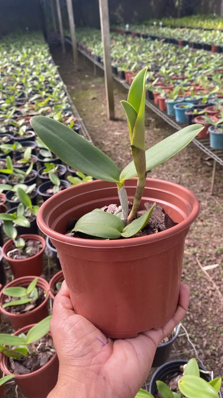 Leopoldi Dark Princess X Leopoldi Trilabelo