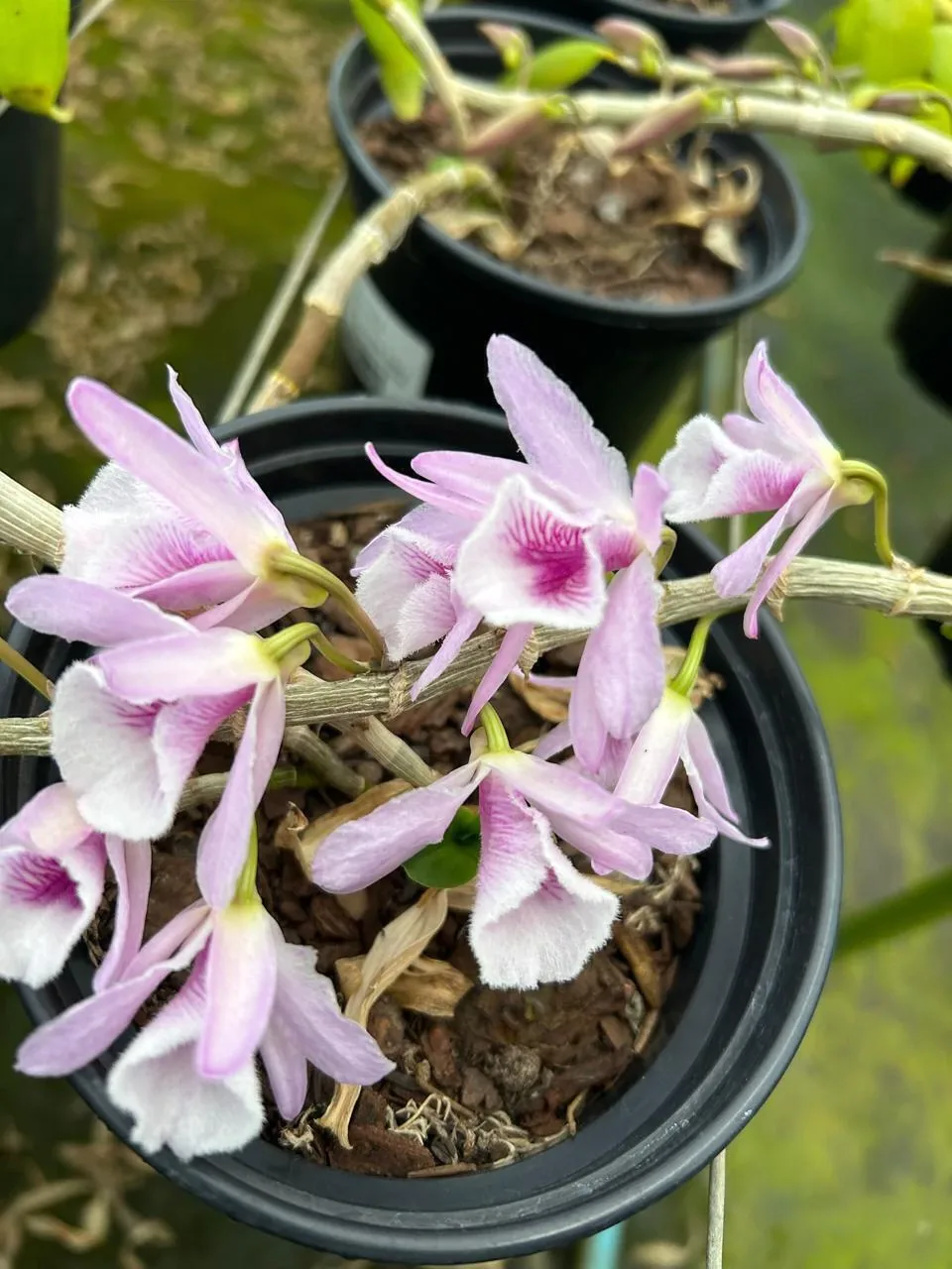 Dendrobium Cretaceum X Dendrobium Anosmum (cuia 21 cx com 6)
