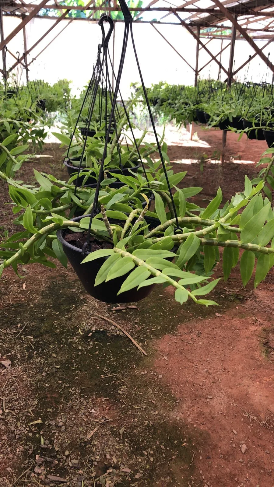 Dendrobium Cretaceum X Dendrobium Anosmum (cuia 21 cx com 6)