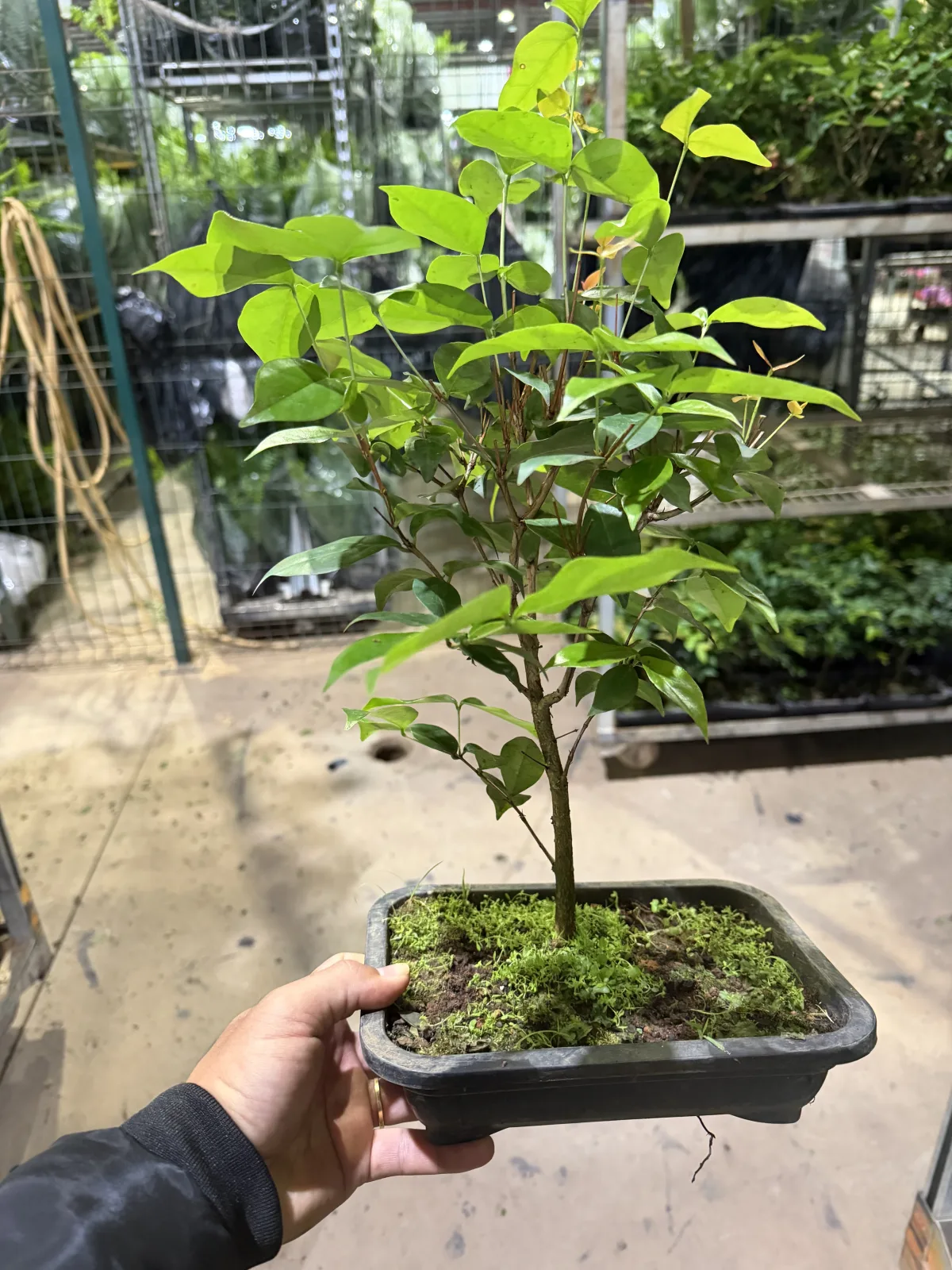 Bonsai Pé de Acerola  (Vaso 14 / Cx com 3 vs c/ 18 meses de cultivo)