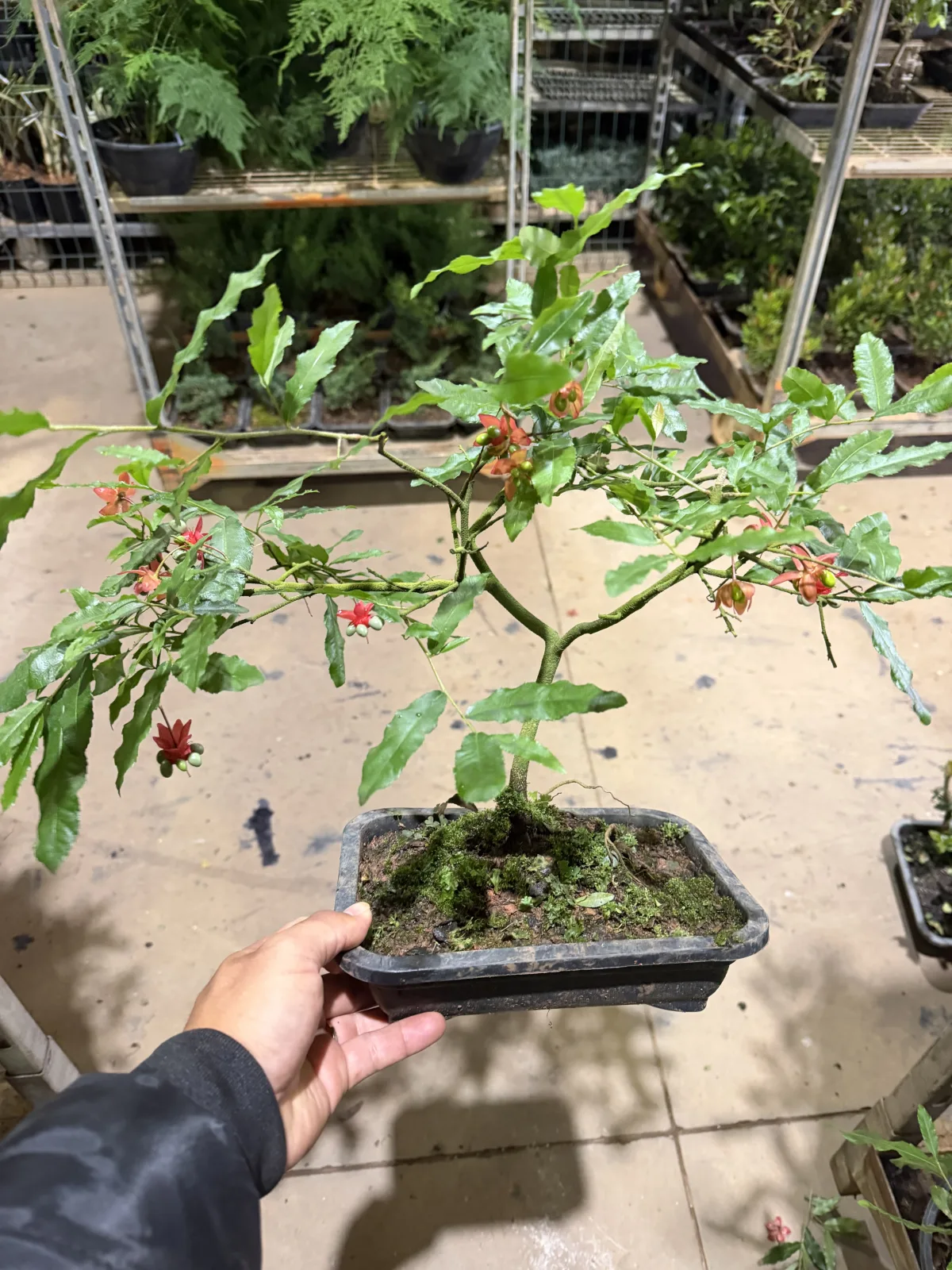 Bonsai Mickey Mouse  (Vaso 14 / Cx com 3 vs c/ 18 meses de cultivo)