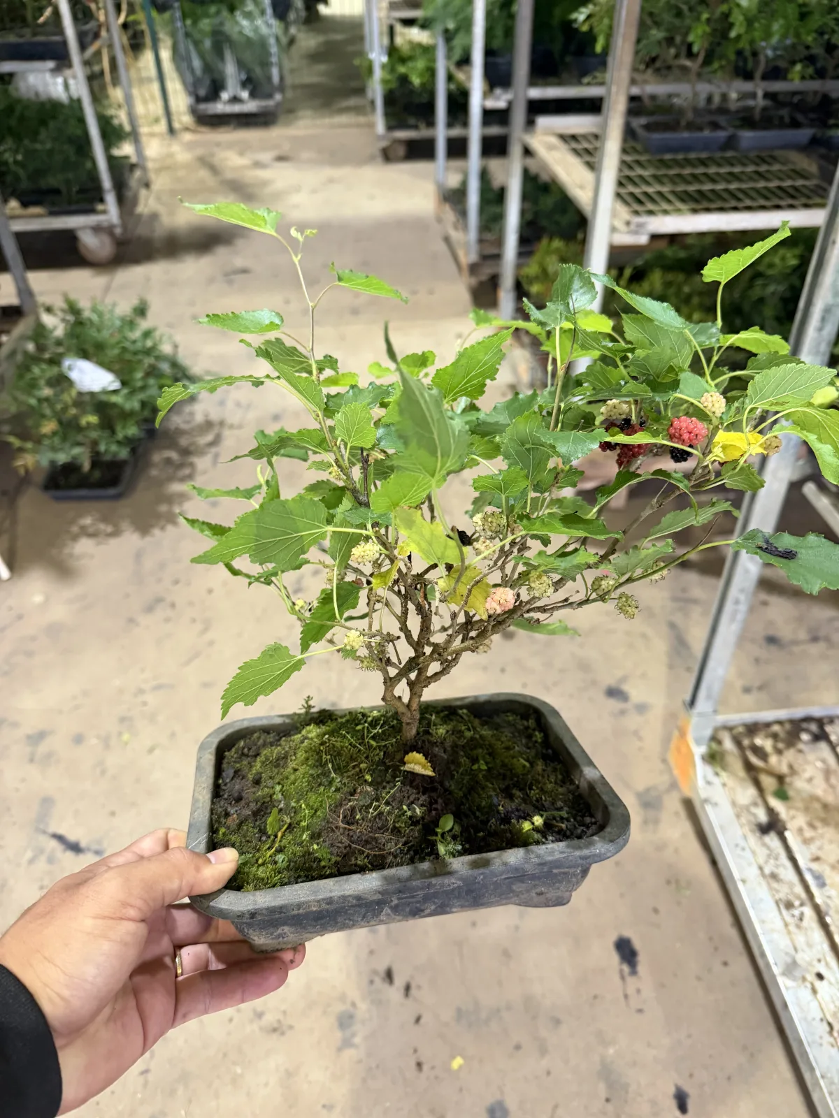 Bonsai Pé de Amora  (Vaso 14 / Cx com 3 vs c/ 18 meses de cultivo)