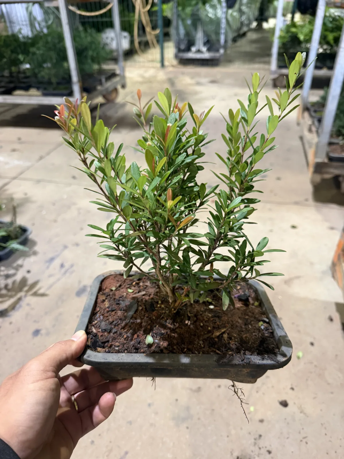 Bonsai Pé de Cereja Silvestre  (Vaso 14 / Cx com 3 vs c/ 18 meses de cultivo)