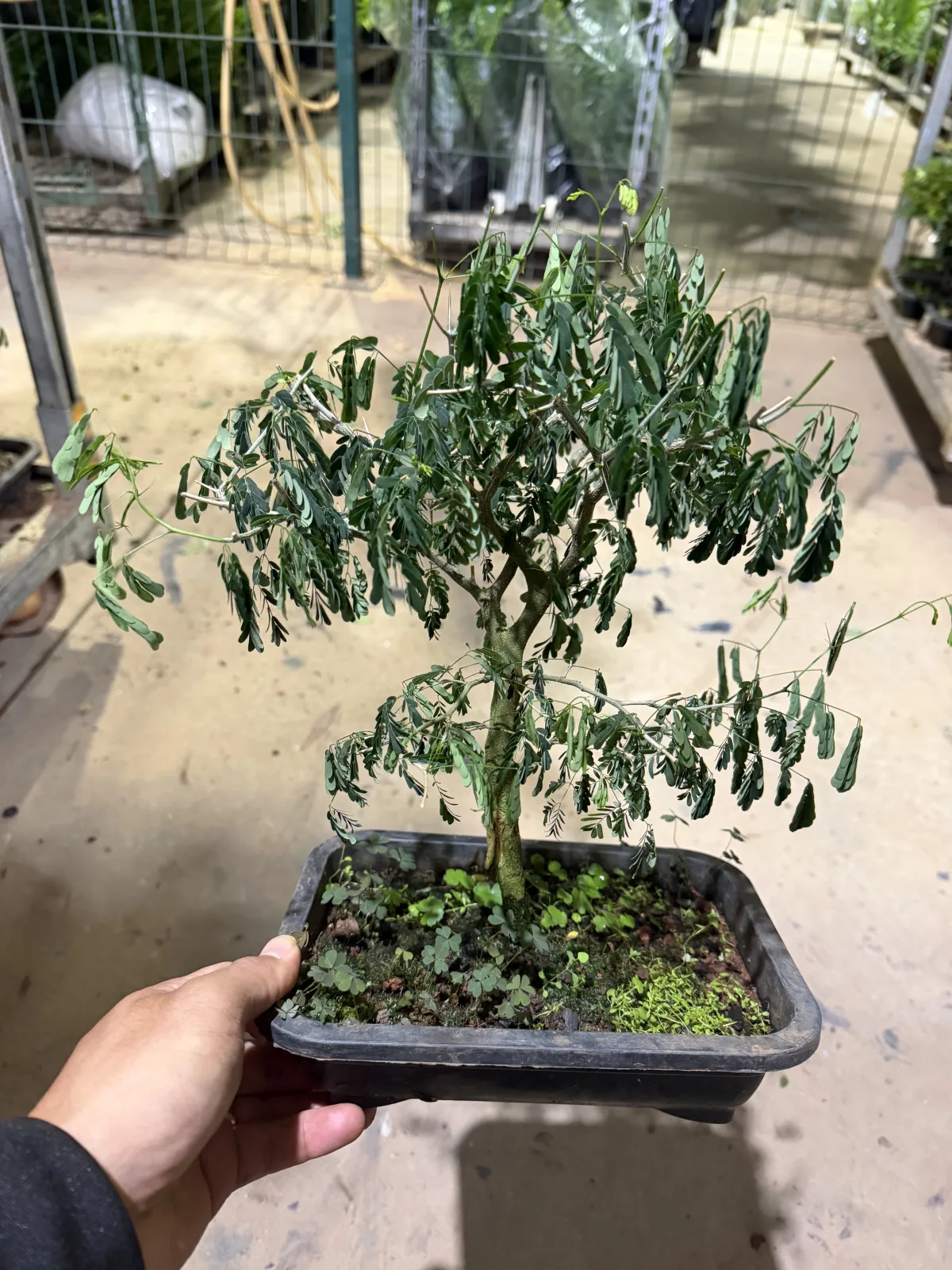 Bonsai de Pithecolobium Tortum  (Vaso 14 / Cx com 3 vs c/ 18 meses de cultivo)