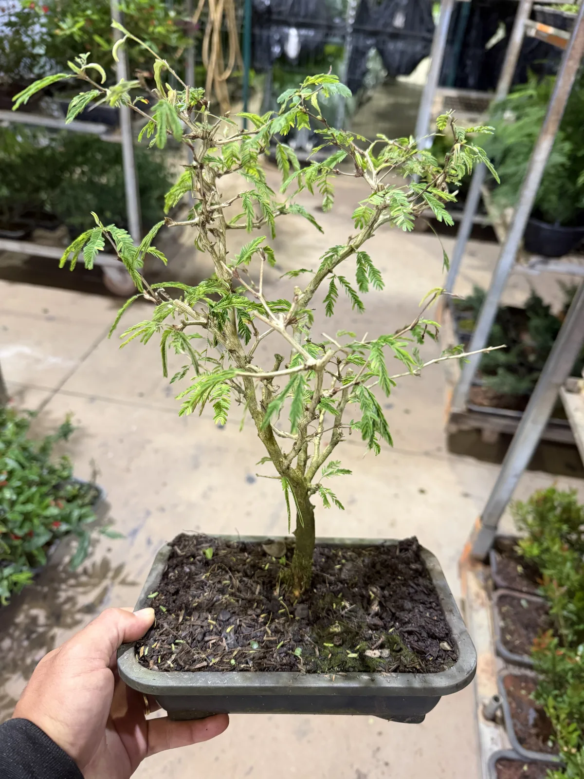 Bonsai de Caliandra (Vaso 14 / Cx com 3 vs c/ 18 meses de cultivo)