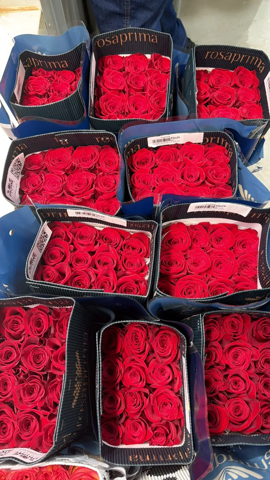 Rosa Colombiana (50 cm - Maço com 25 botões)