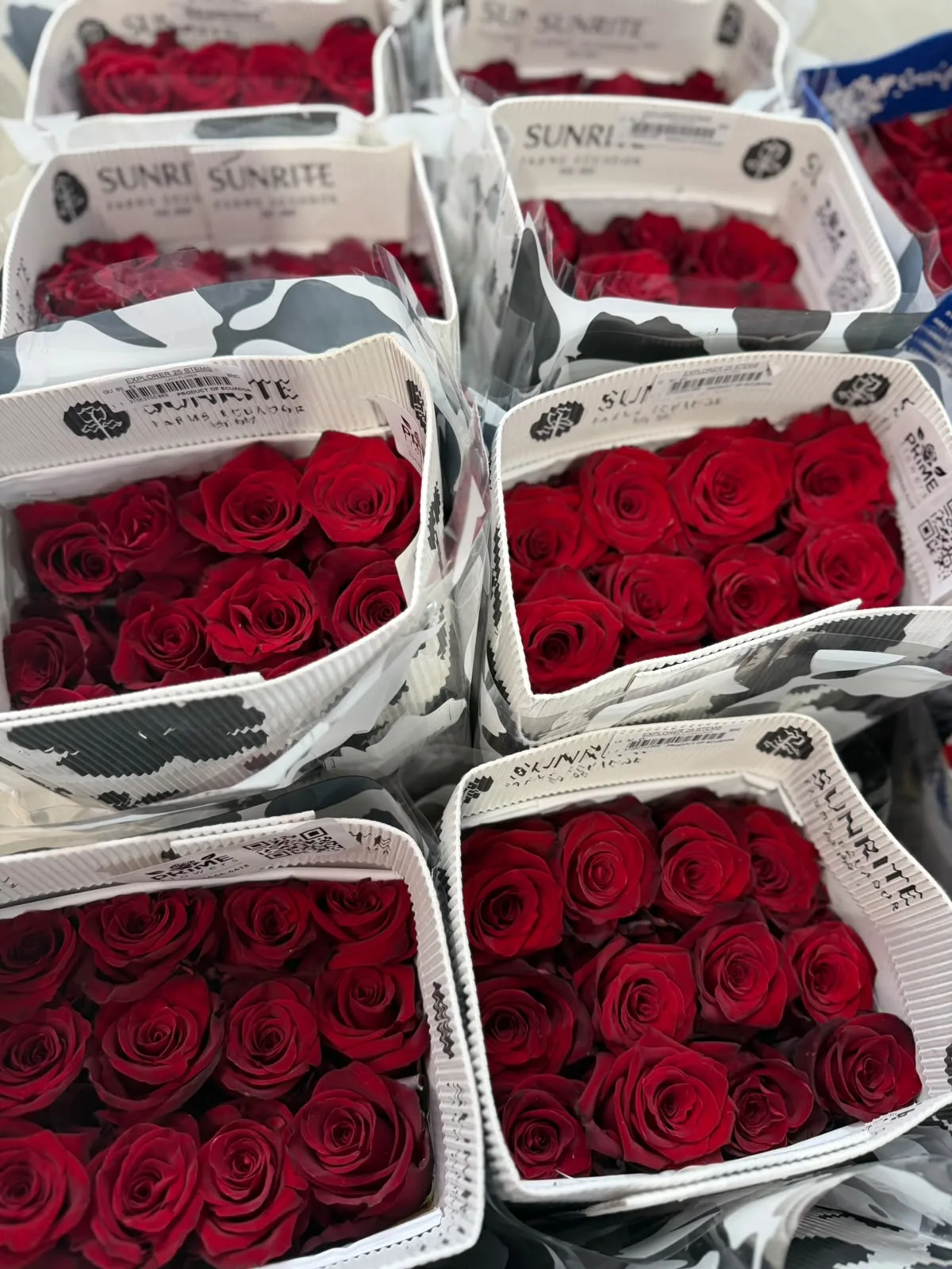 Rosa Colombiana (50 cm - Maço com 25 botões)